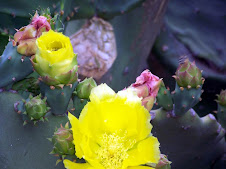 Cactus Flowers