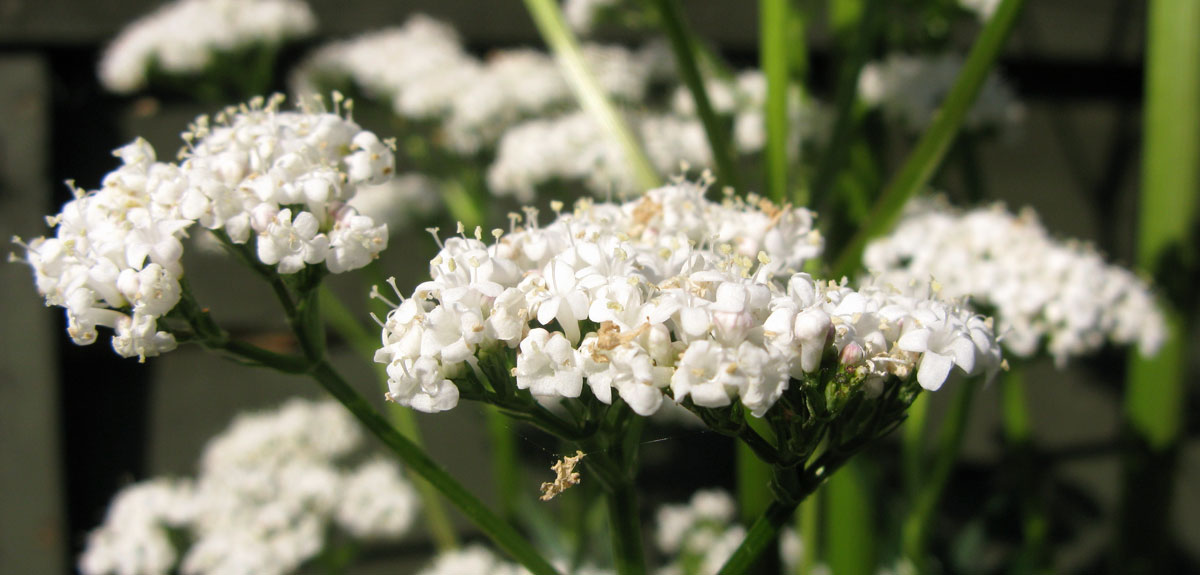 Pheasant Place Valerian