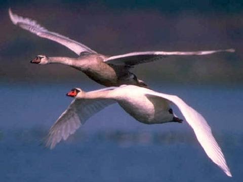 [cisnes.bmp]