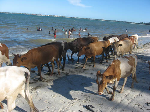 [ngombenjaakali.jpg]