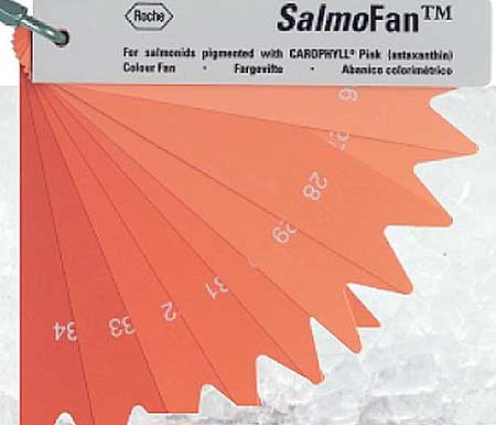 Salmon Colour