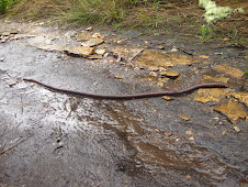 rainworm of a meter