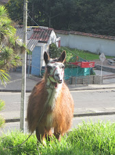 LLama (lama) en Bogotá