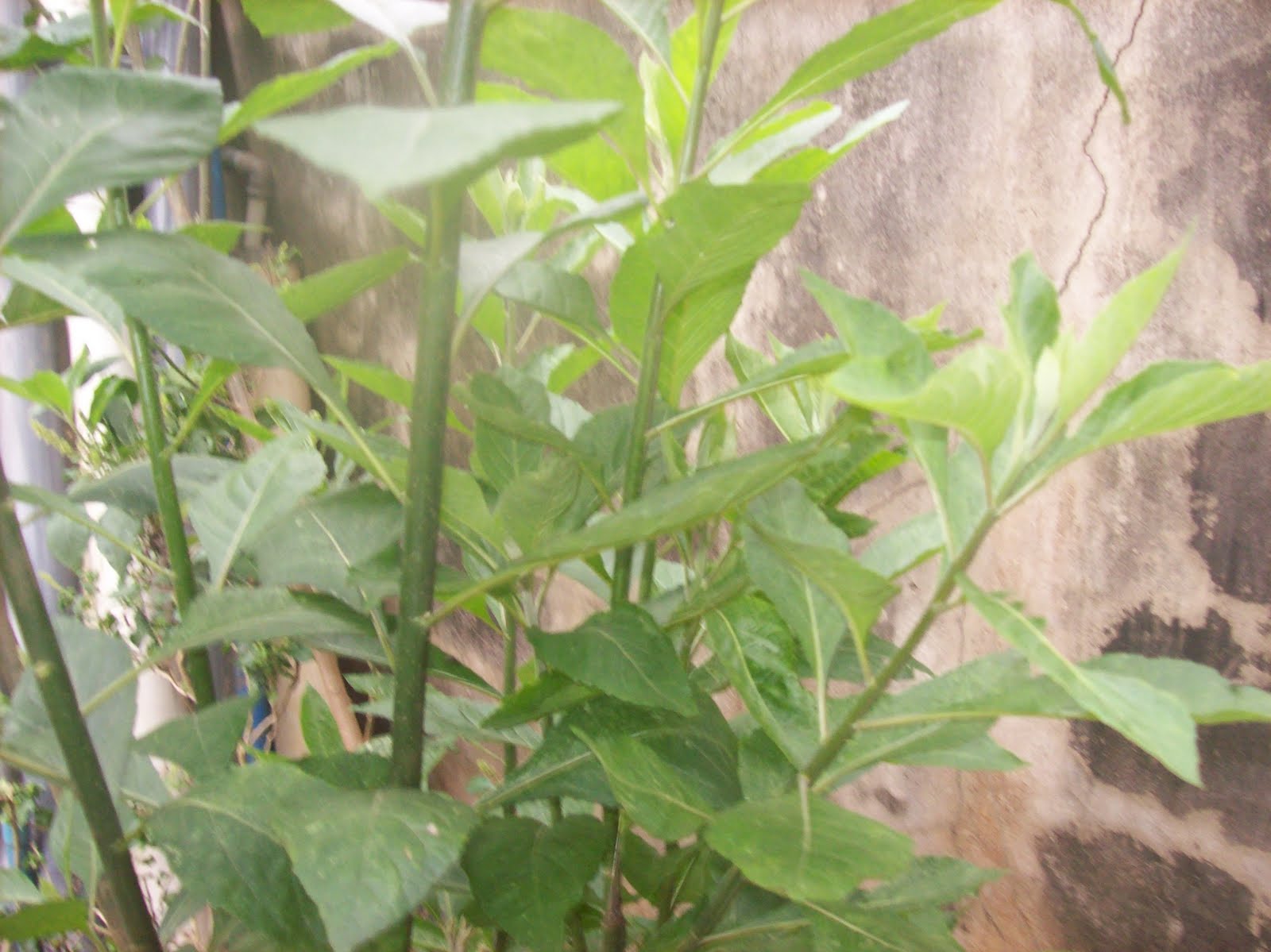 Agric. Products in Lagos Markets. Article 56 BITTER LEAF