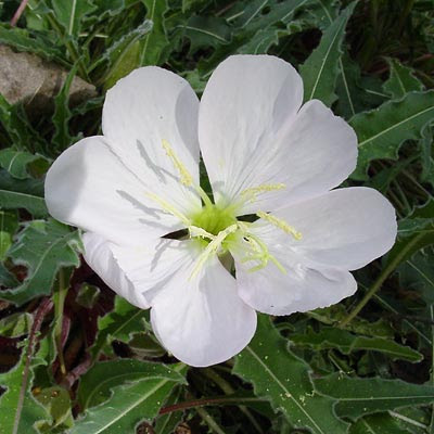 Hoy tengo ganas con imagenes - Página 14 Oenothera+caespitosa+flor+blanca