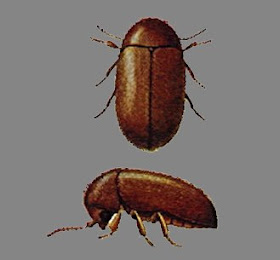 San Diego Bug Alert Tuesday S Quiz Pantry Pests