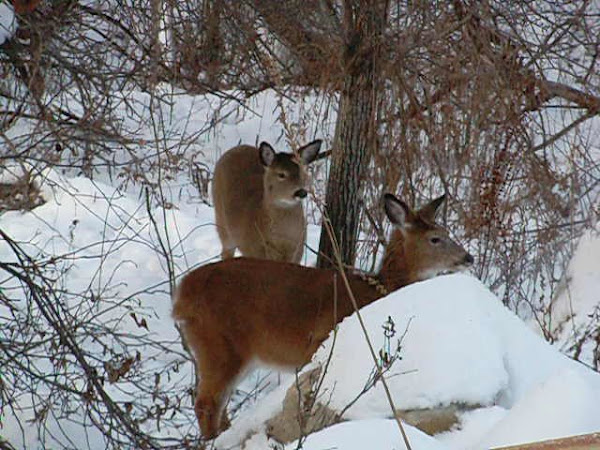 OUR BACKYARD WILDLIFE