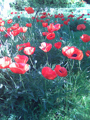 Bank House Poppies