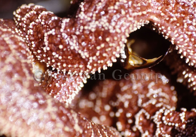 Zeester eet mossel / Nootka Island Canada