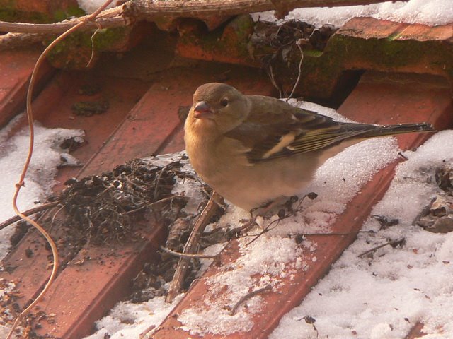 [2009-01.1-+(62)-1.jpg]