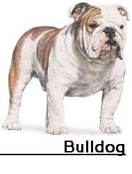 Trainable Dog Breeds Uk Trainable Dog Breeds Uk