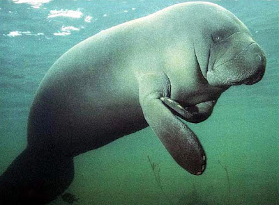 Normandy Nessie - Manatee