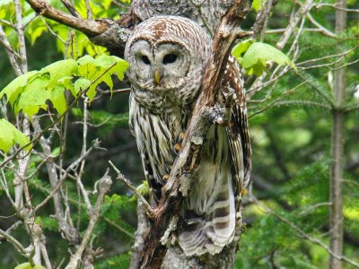 Maine Owls