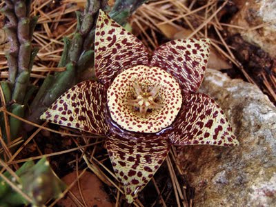 Stapelia - flor de lagarto
