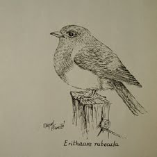 Erithacus rubecula