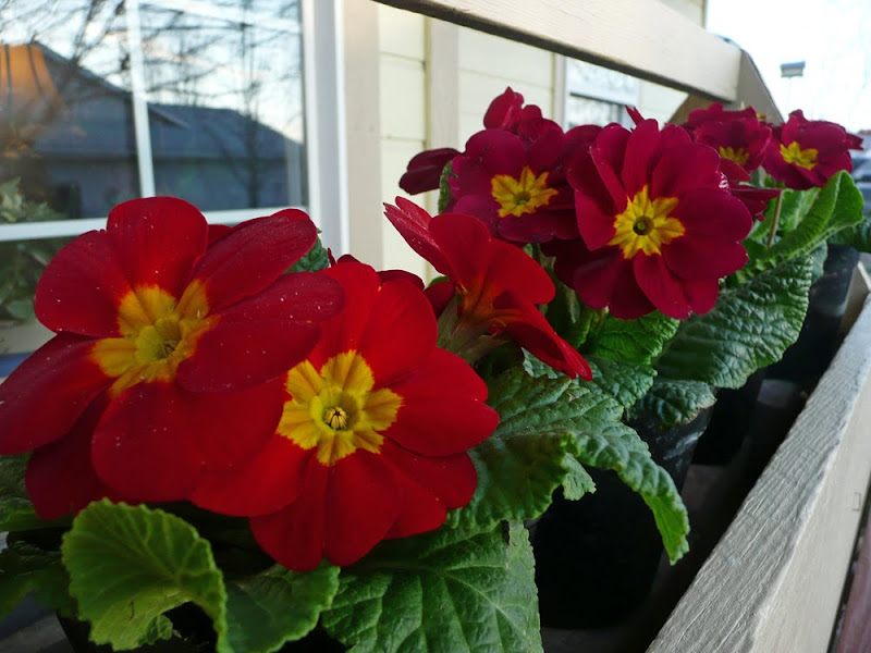 Tulips And Daffodils Together