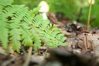 Devil's Hill Hike in Peacham