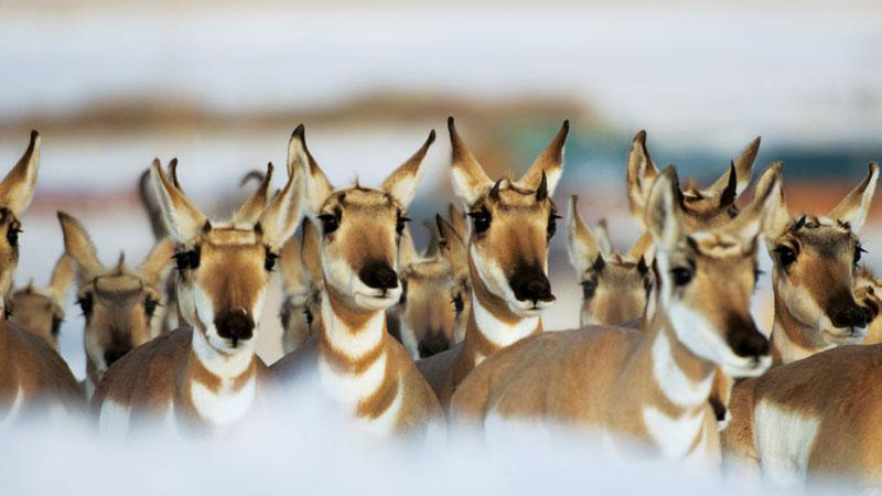 great migrations, national geographic