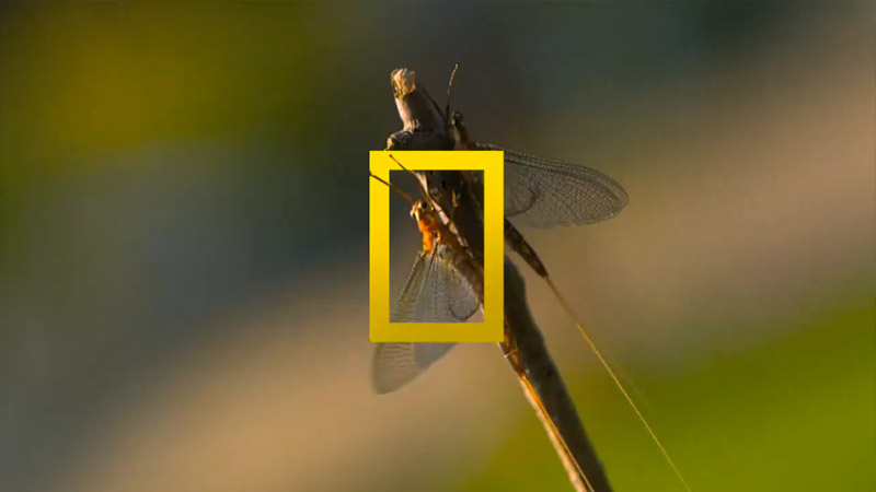 great migrations, national geographic