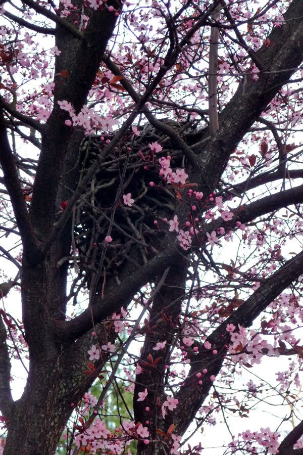 http://2.bp.blogspot.com/_758jXBjbjm8/S35b2yO-hmI/AAAAAAAAAVo/R0sWUStQOOU/s1600/nest+in+blossom+tree+photo.JPG