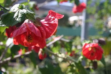 [Flowering+Maple.jpg]
