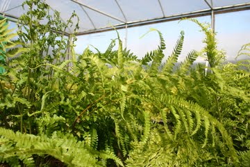 [Ferns.jpg]