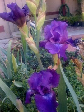 [Iris.jpg]