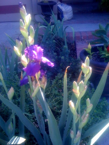 [Iris+Bearded.jpg]