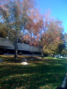 [Fall+Trees.jpg]