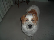 Our Family Pet-Lucy