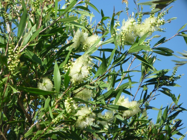 Bottlebrush Facts And Health Benefits