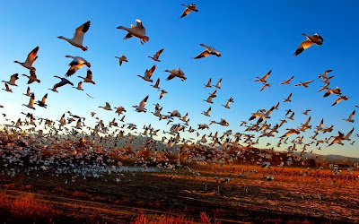 Fright Flight of the Snow Geese, by Fort Photo Fright Flight of the Snow Geese, by Fort Photo
