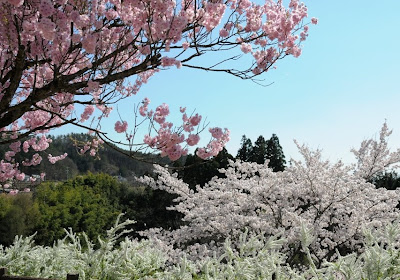 夜更かしウォーカーのフォト日記 大草城址公園の桜と中央アルプス