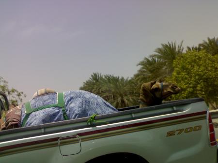 [camel+dlm+truck.jpg]