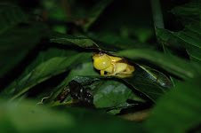 Yellow frog (forget it's real name)