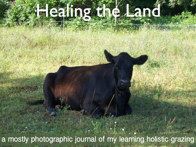 Healing The Land