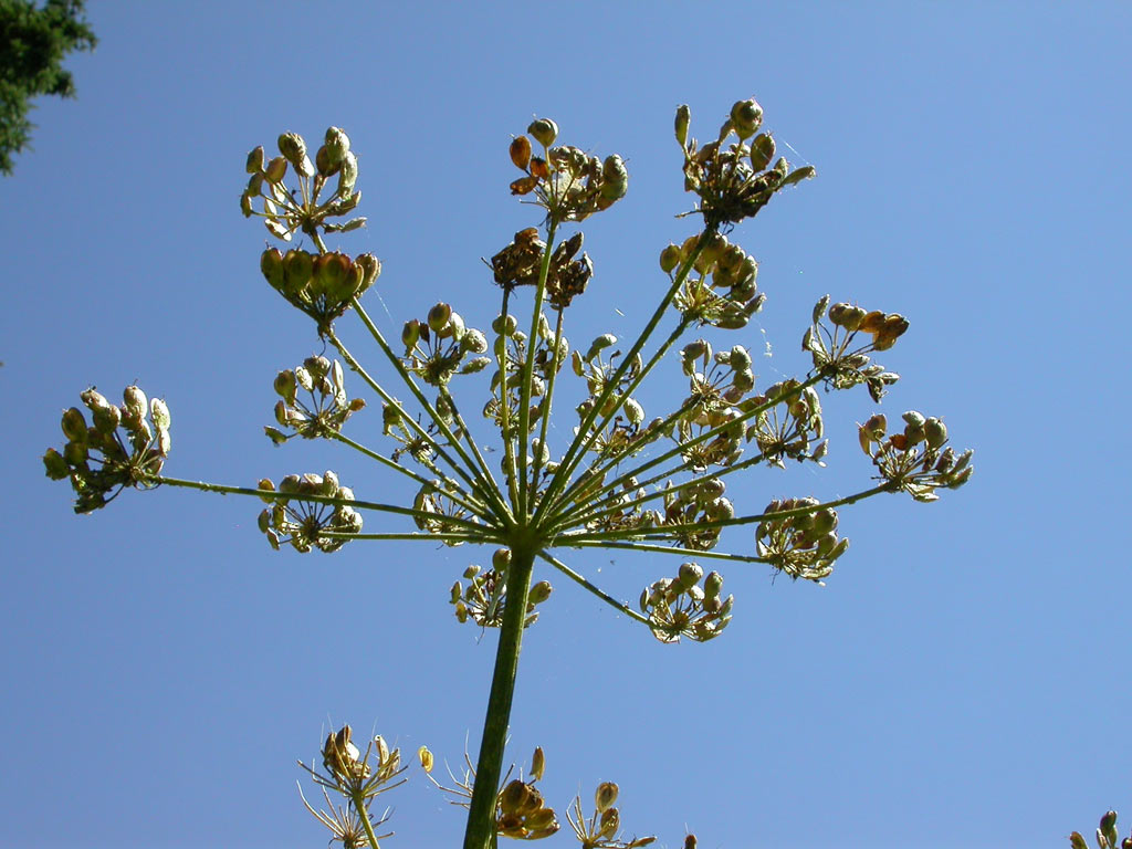 [welches_or_seed_pod_things[1].jpg]