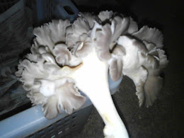 Cendawan tiram tak menjadi, tiba2 jadi macam bunga