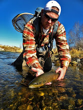 Weber River Brown Trout