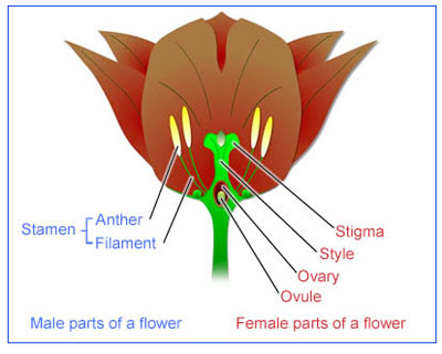 reproduction and development in plants apbiowiki kentucky w 4 form