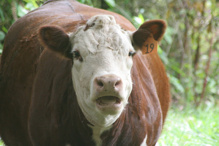Blue Ridge Parkway cow
