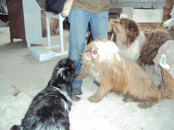 3 harige heerlijkheden.Pien&Fleur en vriendje pup Chefke