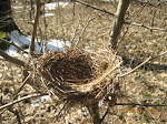 An empty nest...