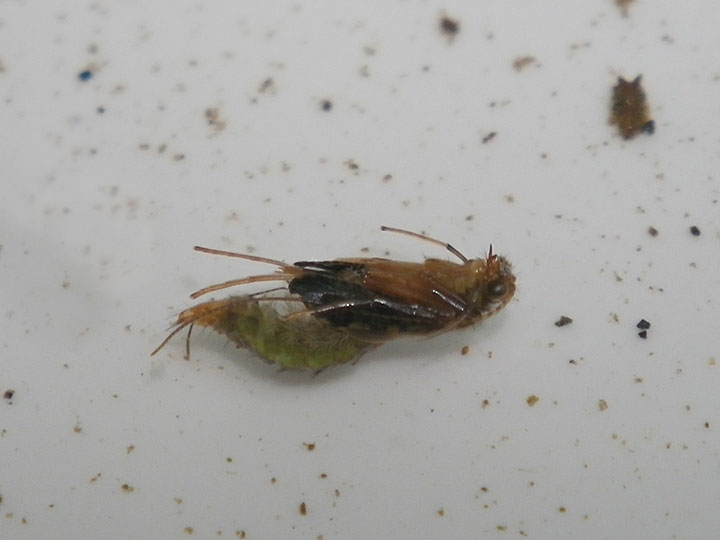 Fly and Fin Emerging Caddis Pupa