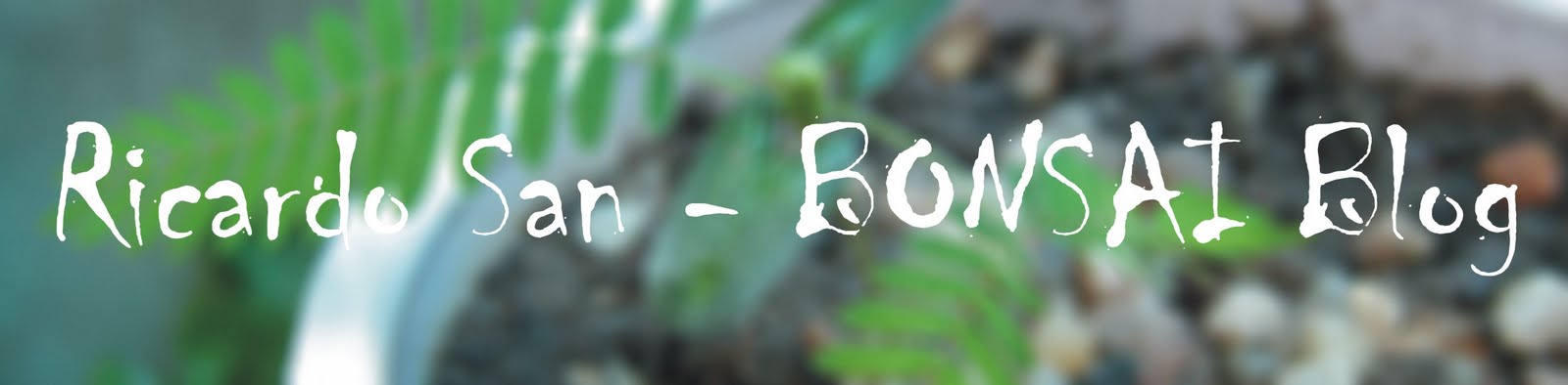 Ricardo San - BONSAI Blog