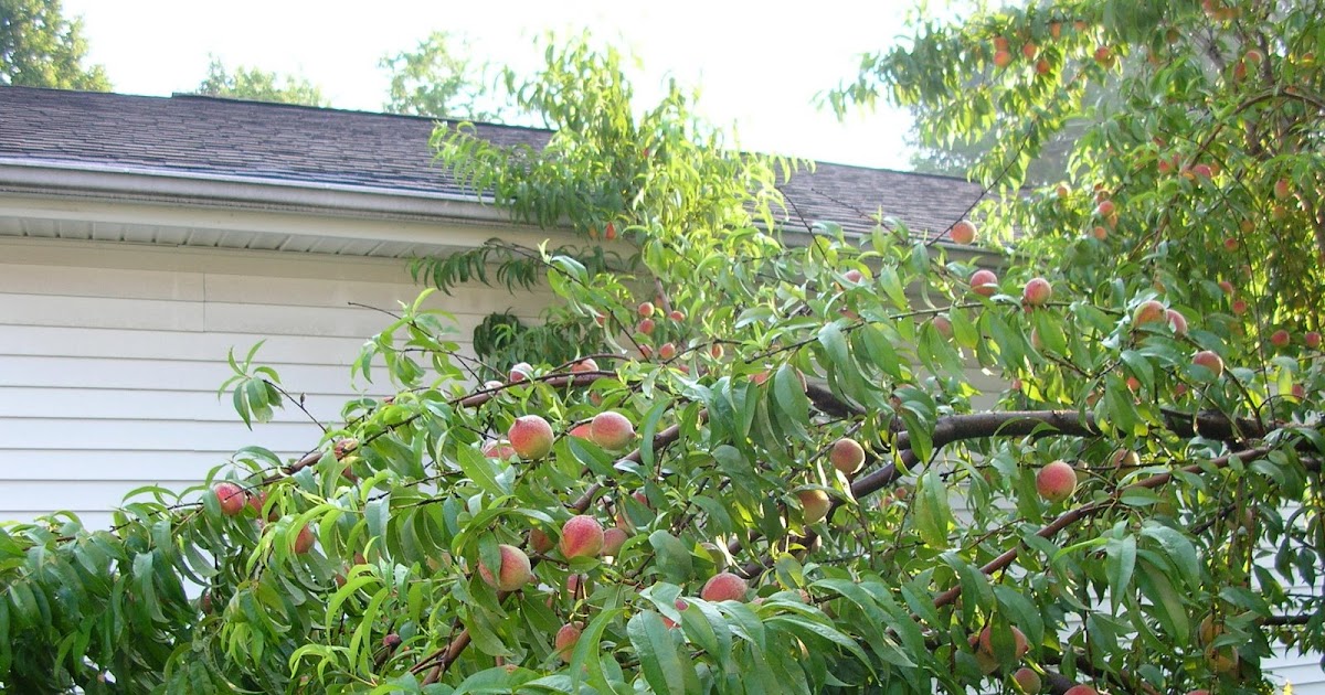 MY QUALITY TIME ONE OF THREE PEACH TREES IN (BACK YARD GARDEN)