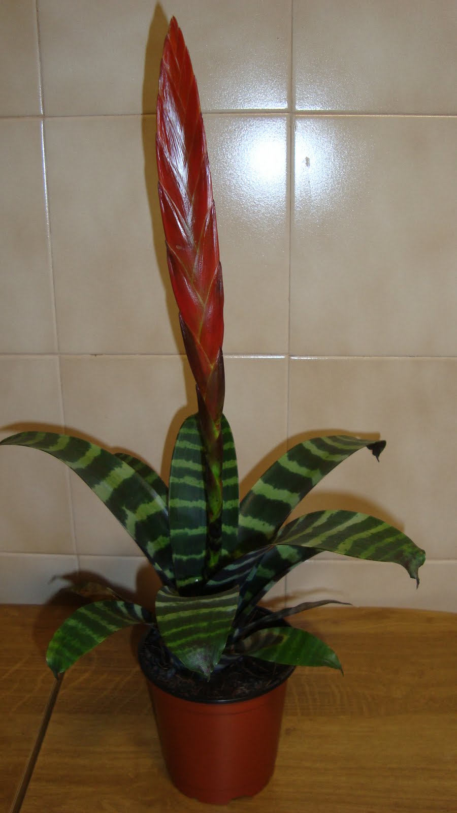 [Pluma+de+indio.JPG]