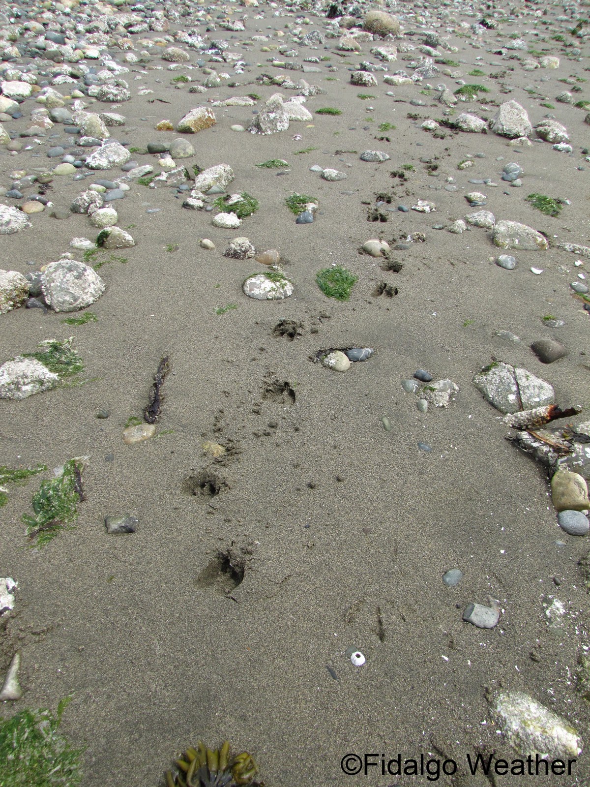 Dinosaurs Tracks
