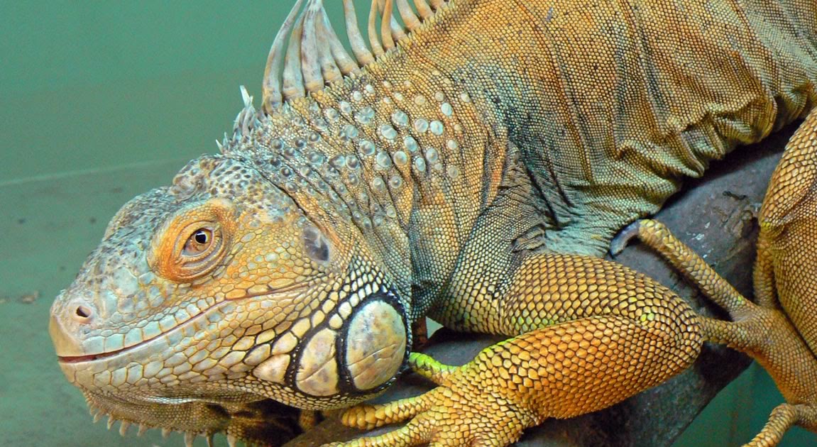 The animal kingdom: Reptiles