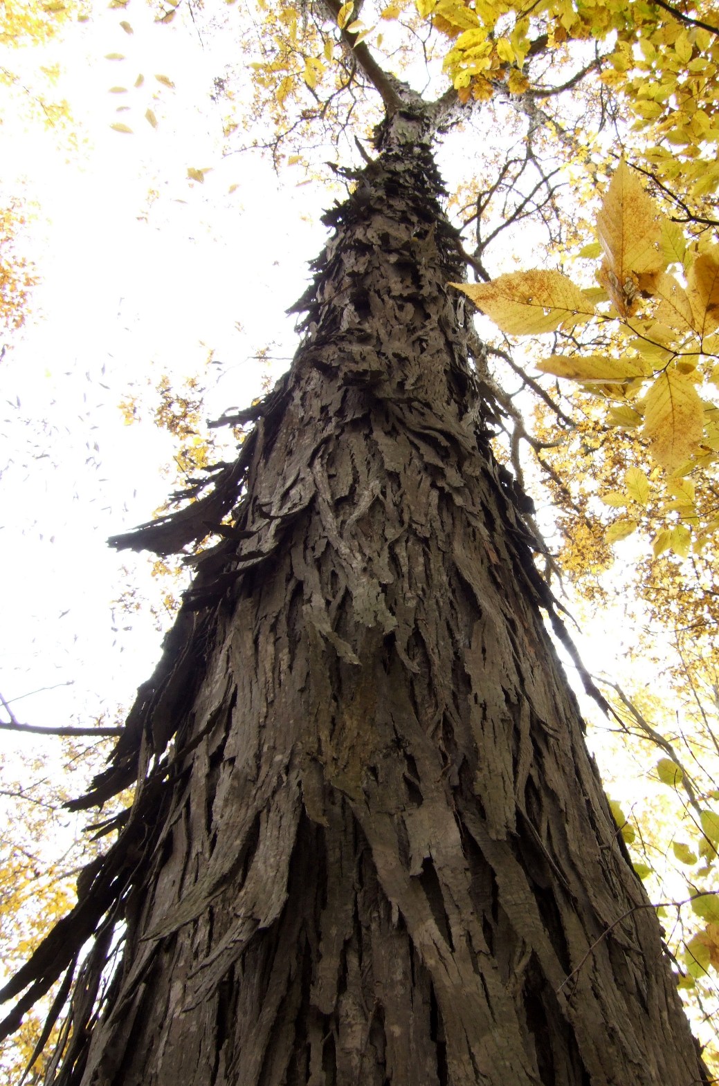 [shagbark.JPG]